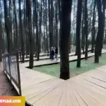 Keindahan Alam di Hutan Pinus Mangunan, Wisata Jogja