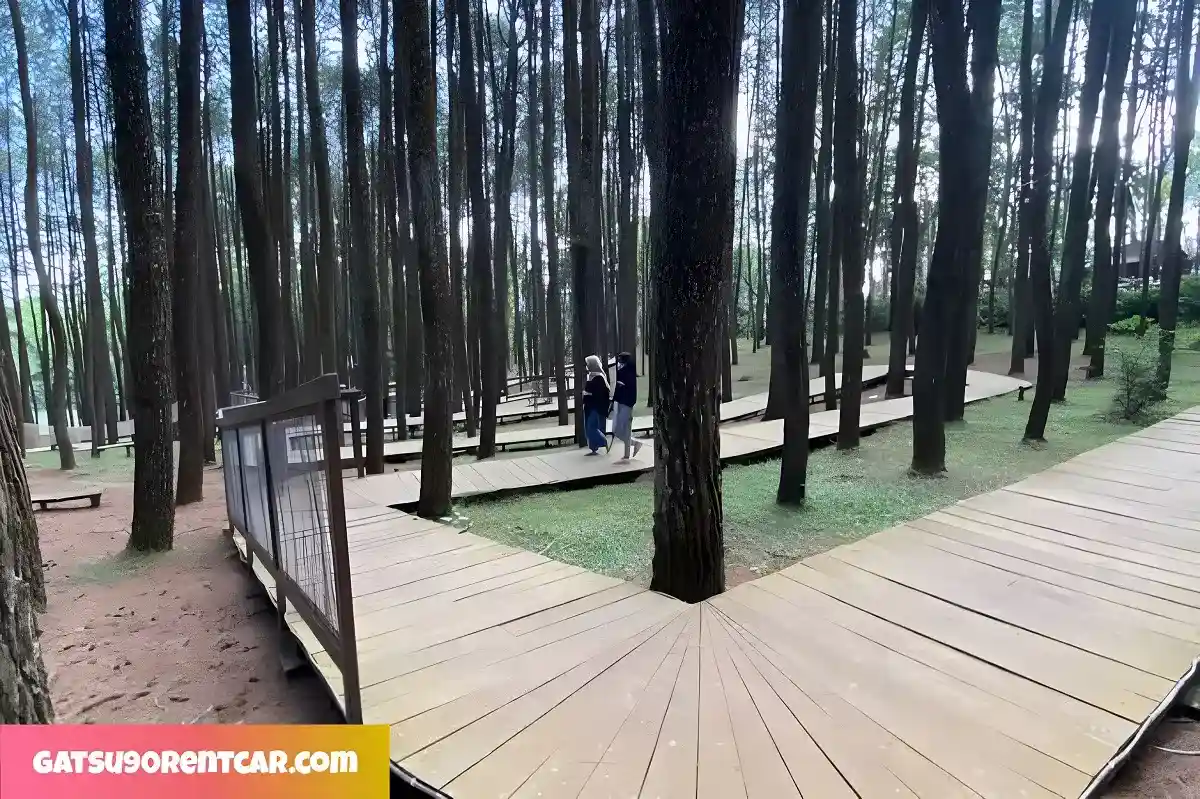 Keindahan Alam di Hutan Pinus Mangunan, Wisata Jogja
