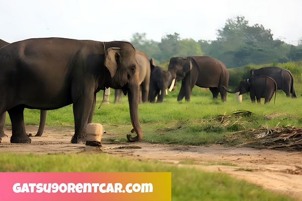 kumpulan gajah di taman wisata way kambas
