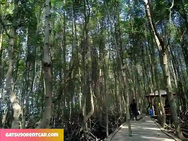Eksplorasi Keindahan Hutan Mangrove Petengoran di Desa Gebang Kenali Fasilitasnya