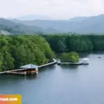 Hutan Mangrove Petengoran Sebuah Tujuan Wisata yang Sejuk dan Menyegarkan di Desa Gebang, Lampung