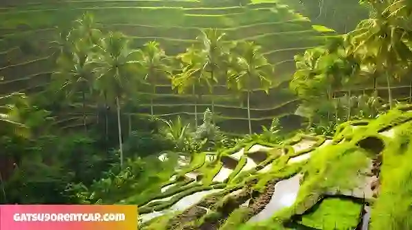 Jam Operasional Wisata Tegalalang Rice Terrace
