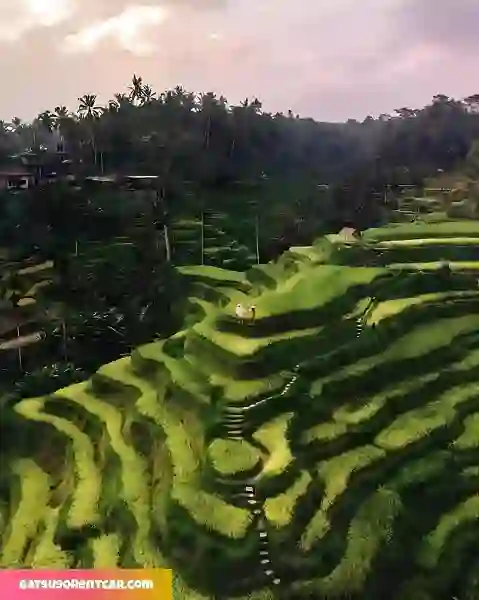 Pemandangan Indah Persawahan di Tegalalang Rice Terrace