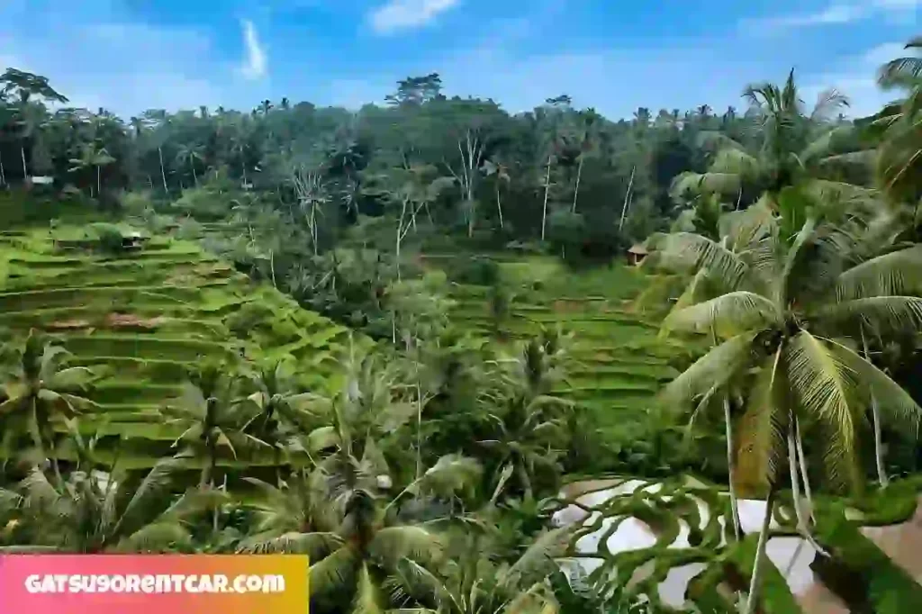 Tegalalang Rice Terrace Berkunjung ke Objek Wisata Unik di Bali