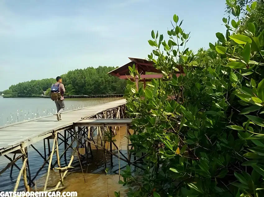 Spot Baru di Wisata Hutan Mangrove Petengoran Pesawaran
