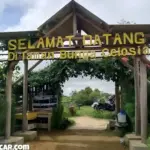Berkelilinglah di Keindahan Taman Bunga Celosia Kuningan yang Menakjubkan