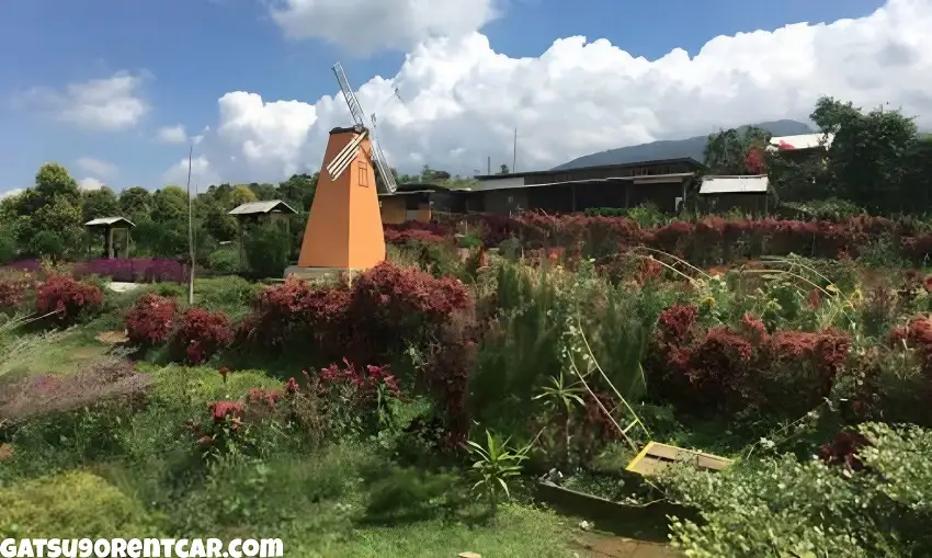 Taman Bunga Celosia Kuningan Menelusuri Asal Usulnya
