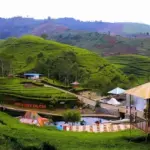 Agrowisata Kaligua Brebes