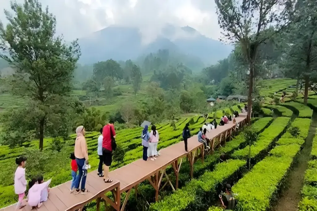 Alamat dan Rute Lokasi Agrowisata Gunung Mas Bogor