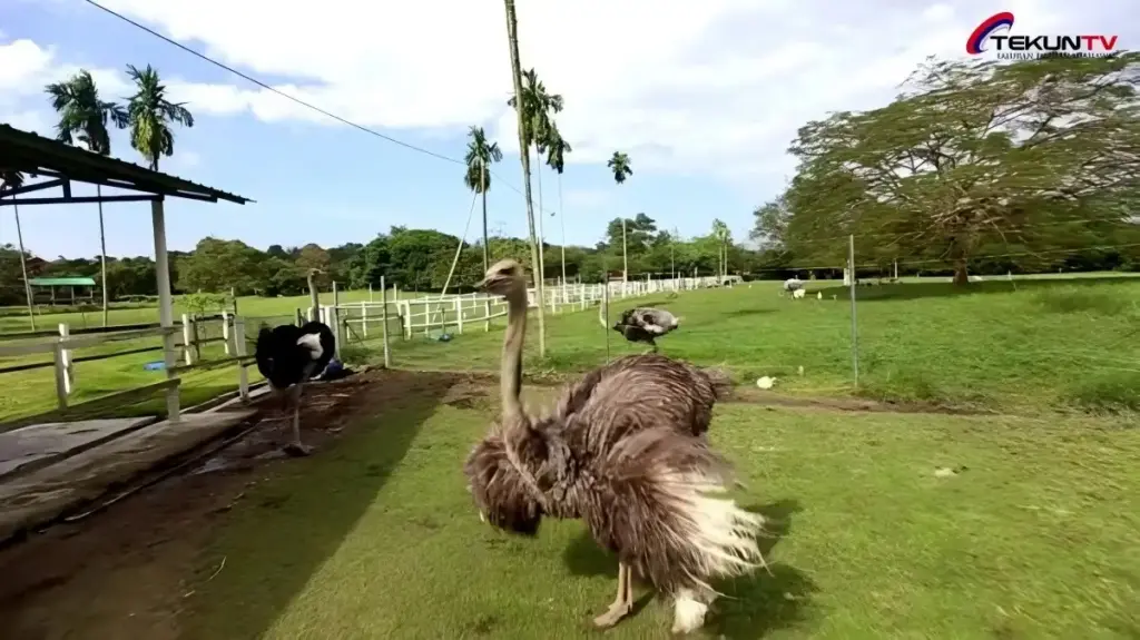 Jelita Ostrich Farm