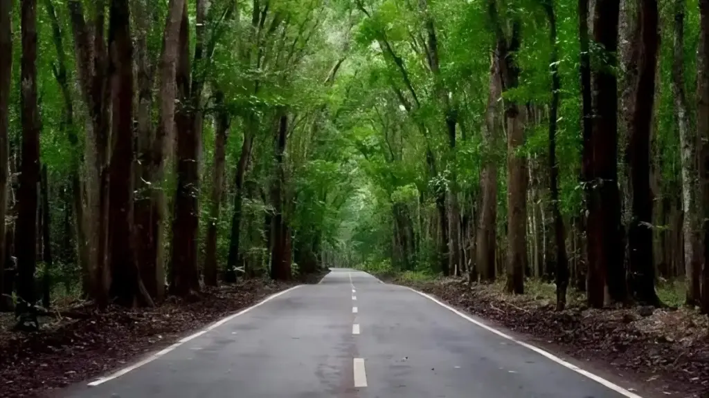 Alamat dan Rute Lokasi Alas Purwo